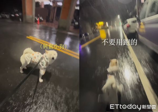 ▲▼白柴「堅持颱風天散步」雨中嗨狂奔　苦主沿路哀號：回家了啦。（圖／IG@zumiden_life）