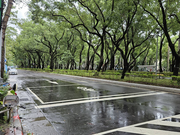 ▲▼公園處25日巡查街道路樹時，仁愛路無倒樹在地面之情形。（圖／台北市公園處提供）