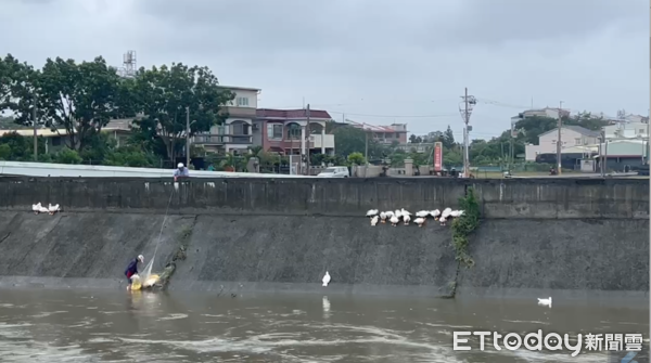 ▲民眾在竹田鄉隘寮溪床抓鴨子             。（圖／李姓民眾提供）