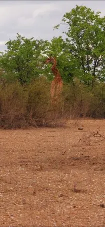 長頸鹿脖子曲折。（圖／翻攝自Kruger National Park - The Best Of Kruger／Lynn Scott）