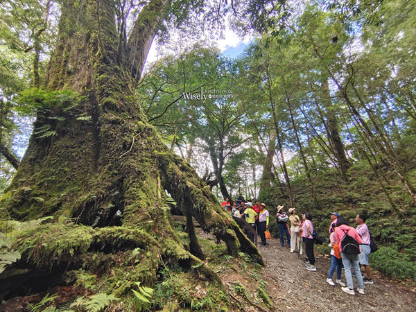 ▲▼棲蘭神木園區一日遊懶人包，預約購票交通接駁設施，此生必訪台灣秘境。（圖／wisely提供）