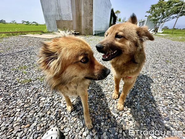 狗狗看到家門外淹水傻眼。（圖／飼主王旌提供）