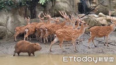 颱風來襲強風暴雨加潰堤　台南頑皮世界動物園成汪洋島國