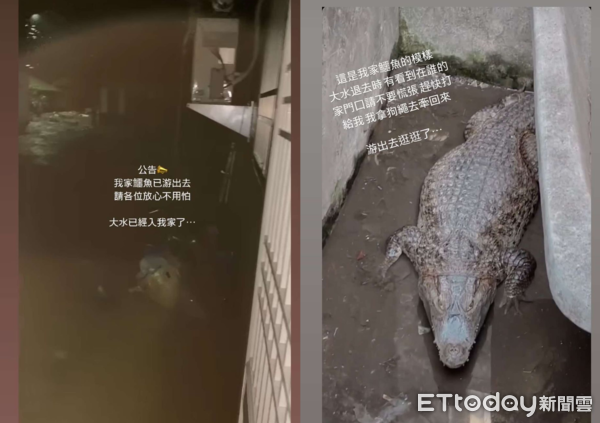 嘉義水淹及腰「我家鱷魚游出去」　飼主報平安：小鱷回家了