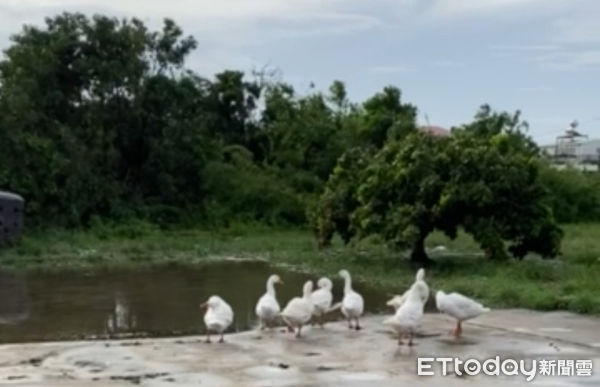 ▲台南下營上帝廟駐在處武承恩公園，由廟方飼養一群白鵝，因為凱米颱風帶來的連日的強降雨，池塘水漫出，白鵝竟成群結隊找里長收容，可謂動物有靈。（圖廟方提供，下同）