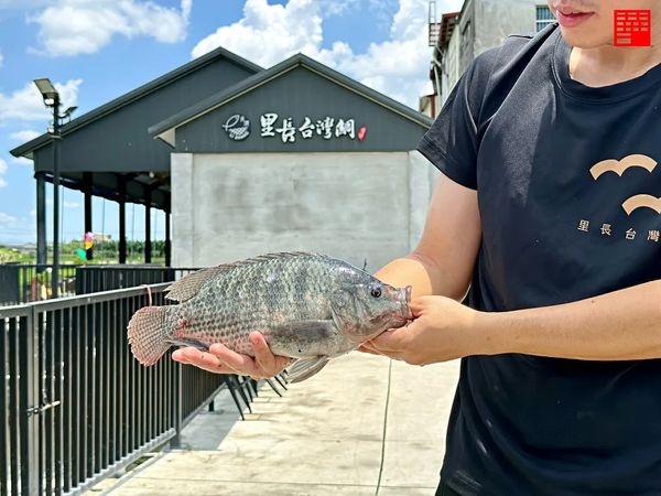 ▲▼高雄美食里長台灣鯛，美濃必吃「好客鍋」，用客家小炒煮鯛魚火鍋的黃金三層次。（圖／跟著華少吃吃吃提供）