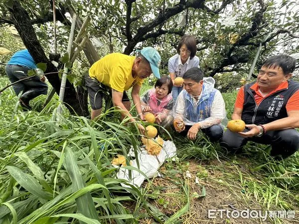 ▲凱米重創台中后里區高接梨，楊瓊瓔促農業部連夜公告現金救助。（圖／記者陳弘修翻攝）