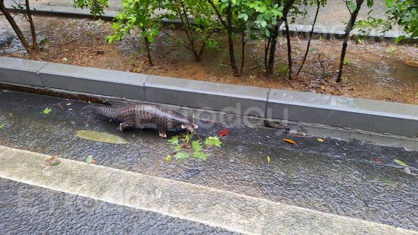 ▲▼一隻保育類穿山甲疑因地洞遭水淹沒跑在路中險遭路殺，記者發現後立即引導牠到路旁草叢中。（圖／記者李陳信得攝，下同）