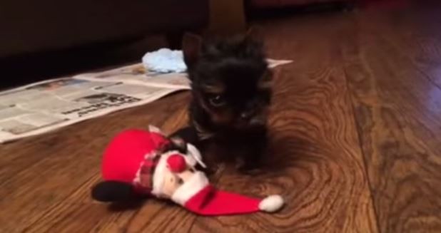 5cm 超萌約克夏belle 英國 全世界最小的狗 Ettoday寵物雲 Ettoday新聞雲