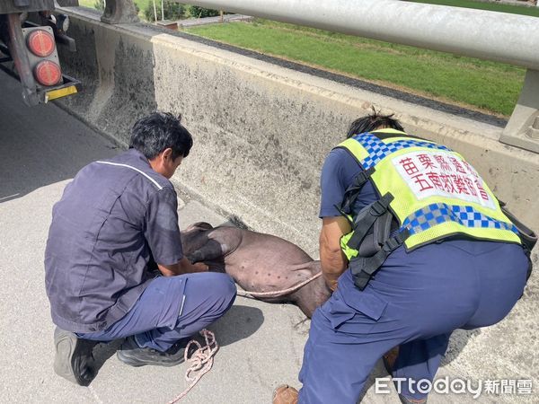 ▲台61線通霄路段有小豬掉落車道亂竄，民眾和救難協會合力圍捕捆綁，可惜最後猝死。（圖／記者楊永盛翻攝）