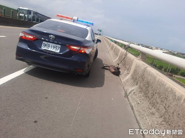 ▲台61線通霄路段有小豬掉落車道亂竄，民眾和救難協會合力圍捕捆綁，可惜最後猝死。（圖／記者楊永盛翻攝）