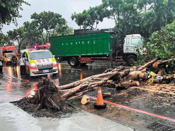 高雄婦人騎機車遭傾倒的路樹擊中，傷重不治。（高雄市消防局提供）