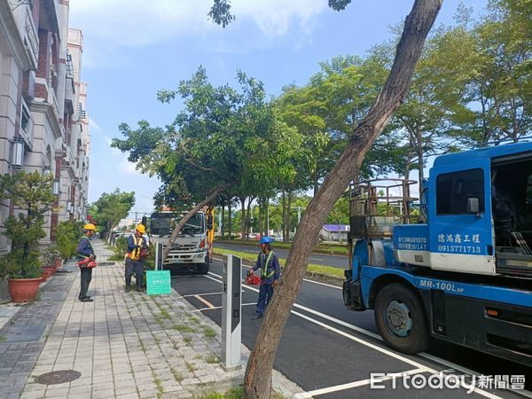 ▲為維護台南市南門公園內的古蹟與民眾及行人的安全，工務局委託專業團隊進行公園內的樹木健檢，颱風前夕將7株染病且具高度安全疑慮的小葉南洋杉移除，避免誤傷民眾。（圖／記者林東良翻攝，下同）