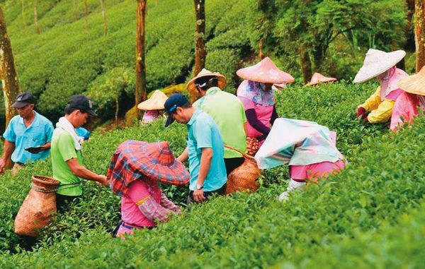 郭辦協助解決南投縣茶葉外銷不佳問題，讓當地茶農相當振奮，如今卻呈現兩樣情。（翻攝南投縣政府臉書）