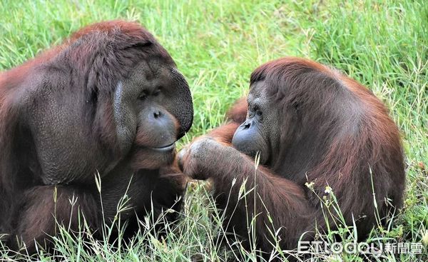 ▲▼壽山動物園紅毛猩猩咪咪。（圖／記者許宥孺翻攝）