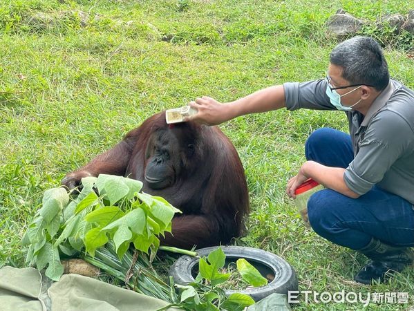 ▲▼壽山動物園紅毛猩猩咪咪。（圖／記者許宥孺翻攝）