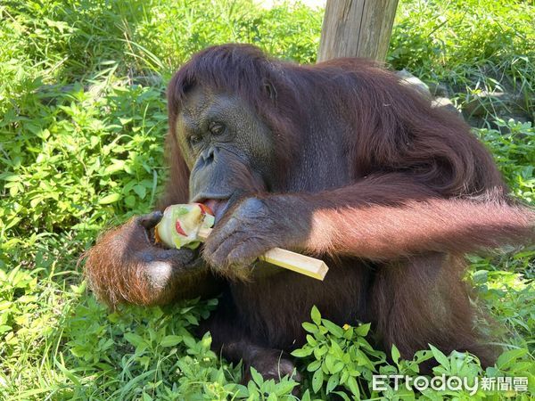 ▲▼壽山動物園紅毛猩猩咪咪。（圖／記者許宥孺翻攝）