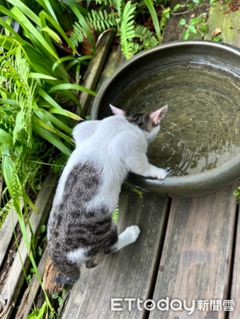 ▲才4個月大...虎斑貓「長出驚人背肌」　萌照曝光：珍惜現在時光（圖／飼主Sola姐姐提供，請勿隨意翻拍，以免侵權。）