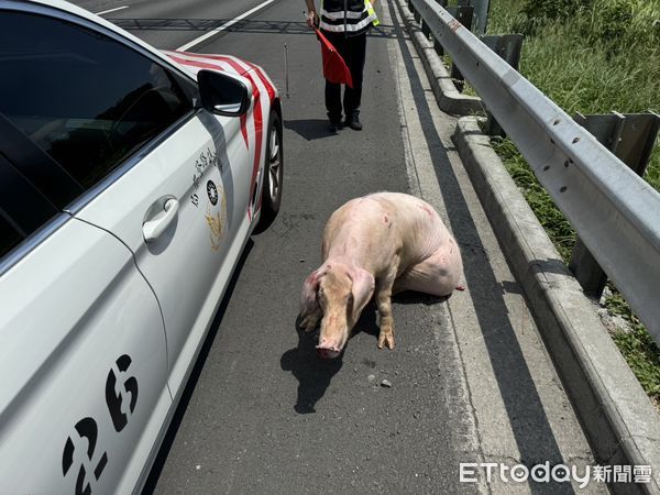 ▲▼   中山高豬掉落    。（圖／第四公路警察大隊提供）