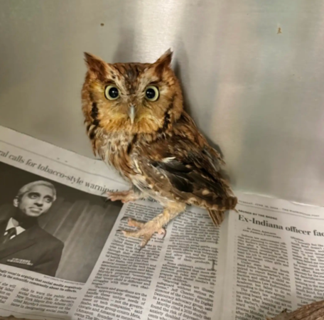 貓頭鷹掉進游泳池。（圖／翻攝自臉書@Blue Ridge Wildlife Center）