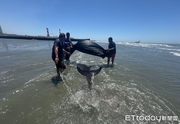 ▲▼通霄海水浴場昨日出現2隻擱淺鯨豚。（圖／記者楊永盛翻攝）