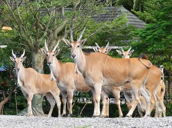 ▲▼慶祝「麟洋配」奪金，台北市立動物園推出跟「羚羊」合照拿禮物活動。（圖／翻攝自Facebook／台北市立動物園）