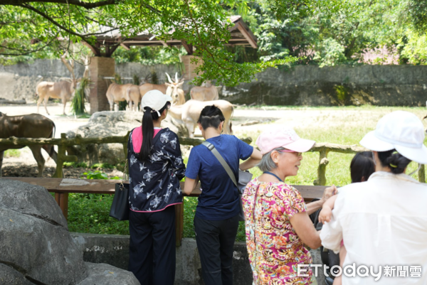 ▲慶祝麟洋配2連霸摘金！北市動物園「幫羚羊加菜」民眾拿球拍合照（圖／台北市立動物園提供，請勿隨意翻拍，以免侵權。）