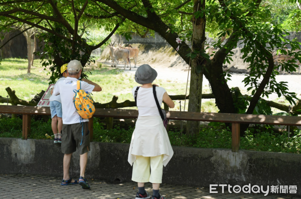 ▲慶祝麟洋配2連霸摘金！北市動物園「幫羚羊加菜」民眾拿球拍合照（圖／台北市立動物園提供，請勿隨意翻拍，以免侵權。）