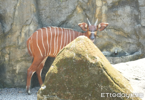 ▲慶祝麟洋配2連霸摘金！北市動物園「幫羚羊加菜」民眾拿球拍合照（圖／台北市立動物園提供，請勿隨意翻拍，以免侵權。）