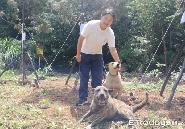 ▲移植7棵健康龍柏老樹！綠化毛寶貝運動園區　觸碰會散發獨特香氣（圖／新北動保處提供，請勿隨意翻拍，以免侵權。）