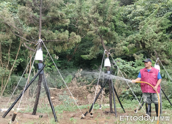 ▲移植7棵健康龍柏老樹！綠化毛寶貝運動園區　觸碰會散發獨特香氣（圖／新北動保處提供，請勿隨意翻拍，以免侵權。）