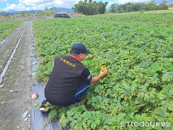 ▲▼鳳林鎮冬瓜、南瓜、芋、玉里鎮水平棚架網室-塑膠布（網）均納入救助品項。（圖／花蓮縣政府提供，下同）