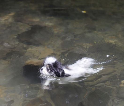 ▲▼天氣熱呼呼動保處列「2戲水景點」　帶毛孩消暑清涼一夏。（圖／新北市動保處提供）