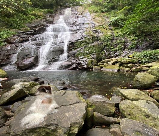 ▲▼天氣熱呼呼動保處列「2戲水景點」　帶毛孩消暑清涼一夏。（圖／新北市動保處提供）