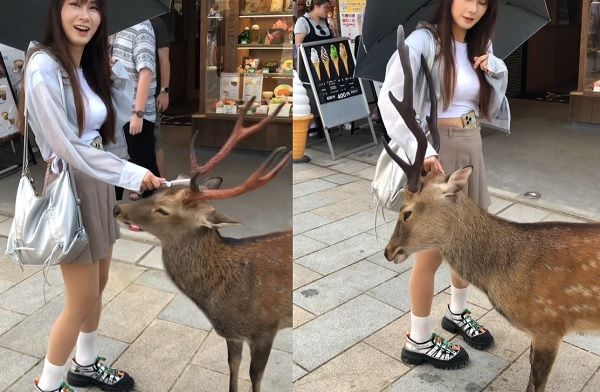 ▲▼台旅客用梳子收服40隻奈良鹿　排隊「鞠躬討梳頭」畫面爆紅。（圖／音樂人徐小花Hana Hsu授權提供）