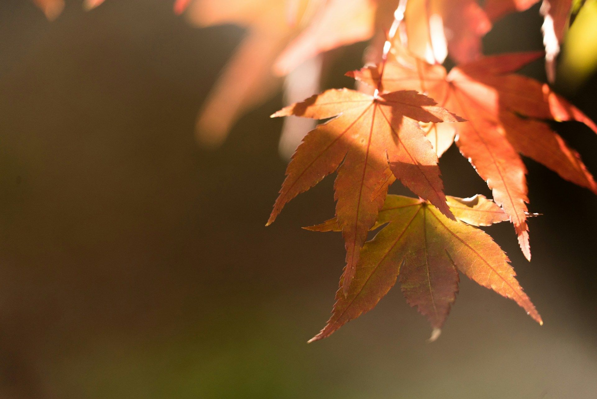 ▲Nature Images。（圖／翻攝自免費圖庫unsplash.）