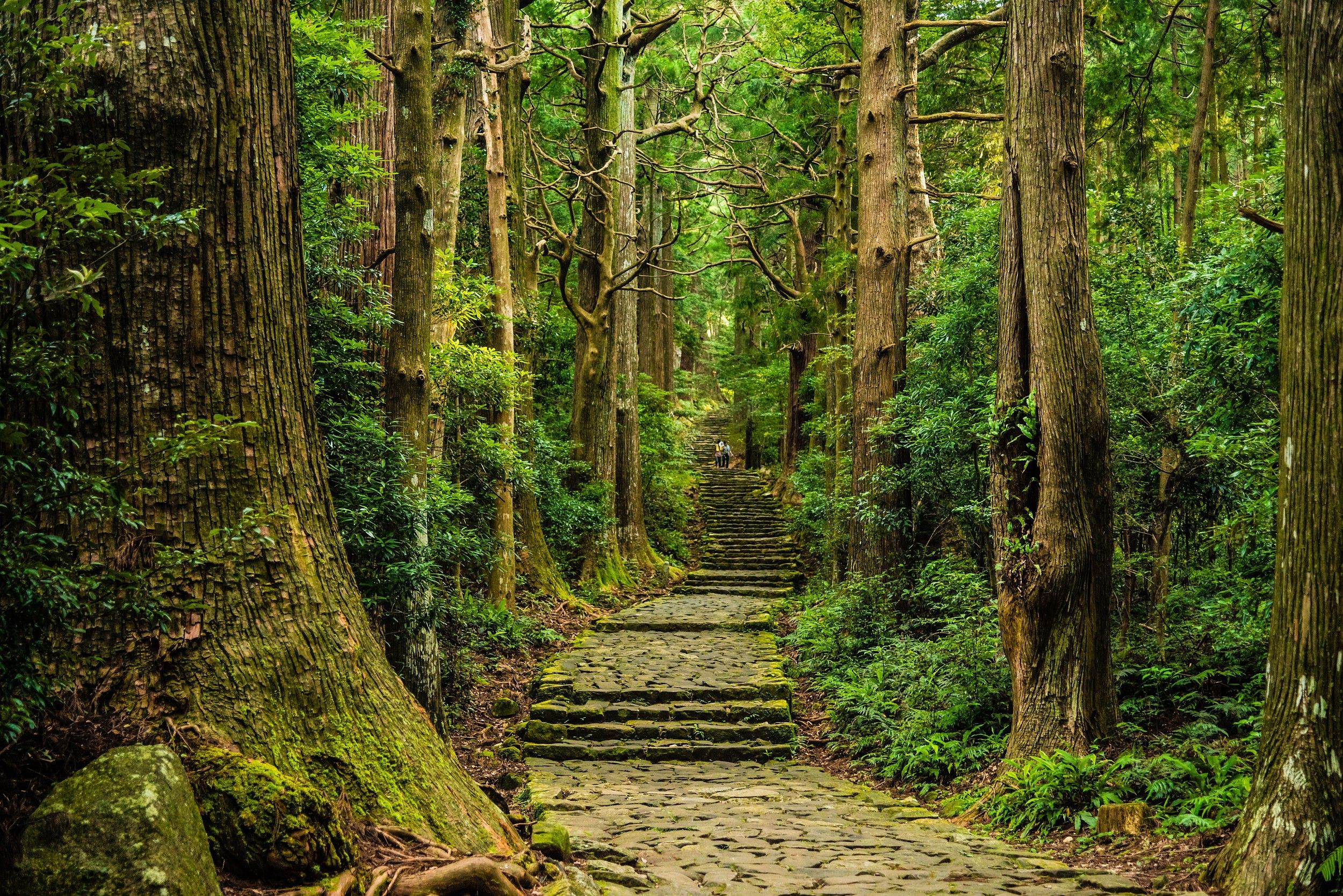 ▲▼日本熊野古道朝聖之路。日本，熊野古道朝聖之路附近，通往熊野那智大社的森林小路。（圖／VCG）