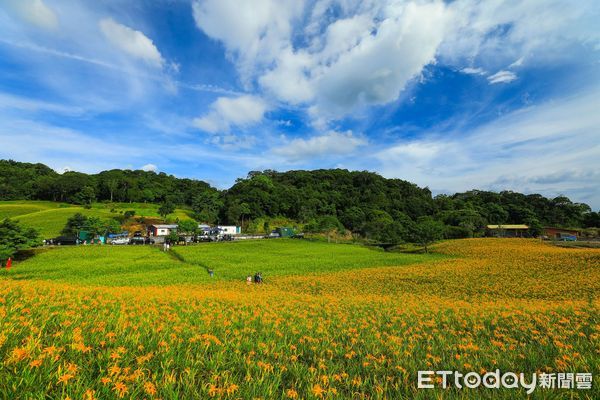 ▲▼花蓮縣金針花季將正式開跑，赤柯山與六十石山將陸續開滿金黃色金針花。（圖／花蓮縣政府提供資料照片，下同）