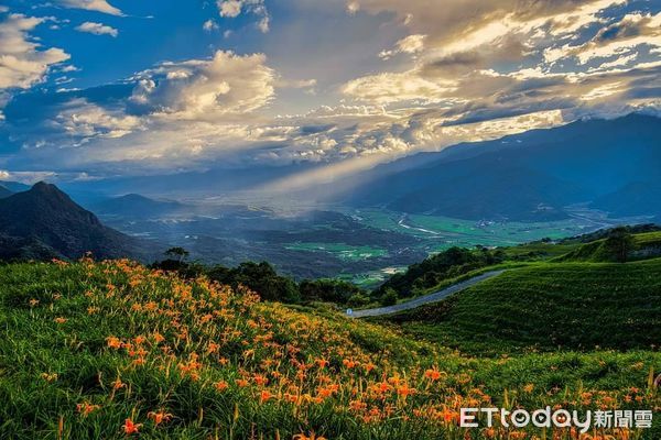 ▲▼花蓮縣金針花季將正式開跑，赤柯山與六十石山將陸續開滿金黃色金針花。（圖／花蓮縣政府提供資料照片，下同）