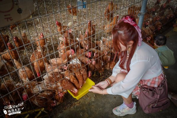 ▲▼彰化正實親子農場，飼料免費供應。（圖／部落客滿分提供）