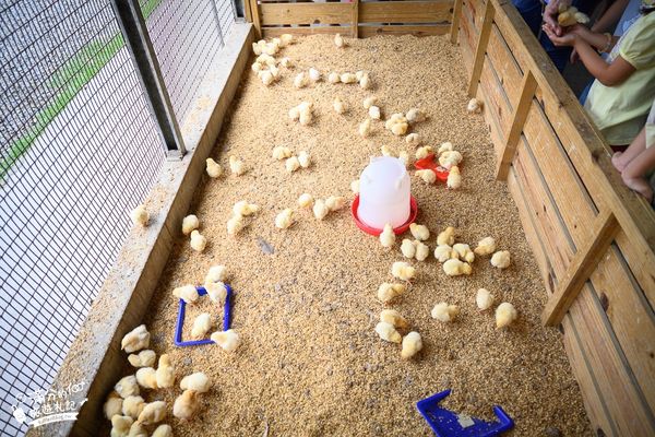 ▲▼彰化正實親子農場，飼料免費供應。（圖／部落客滿分提供）