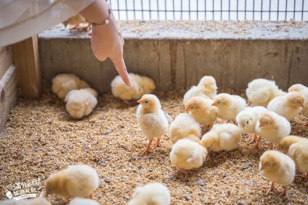 ▲▼彰化正實親子農場，飼料免費供應。（圖／部落客滿分提供）