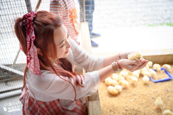 ▲▼彰化正實親子農場，飼料免費供應。（圖／部落客滿分提供）