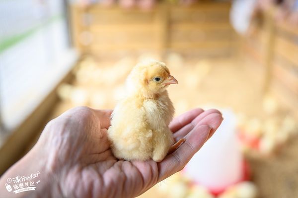 ▲▼彰化正實親子農場，飼料免費供應。（圖／部落客滿分提供）