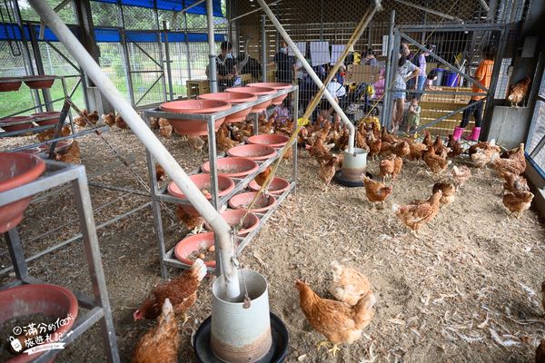 ▲▼彰化正實親子農場，飼料免費供應。（圖／部落客滿分提供）