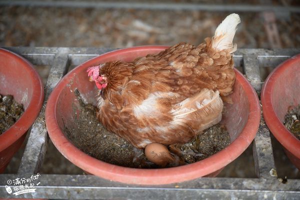 ▲▼彰化正實親子農場，飼料免費供應。（圖／部落客滿分提供）