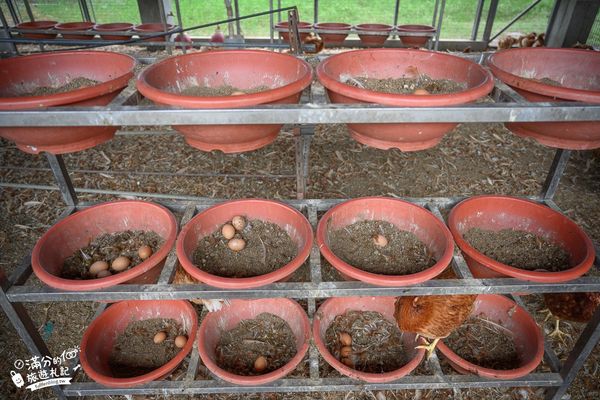 ▲▼彰化正實親子農場，飼料免費供應。（圖／部落客滿分提供）