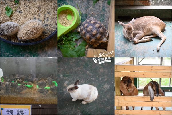 ▲▼彰化正實親子農場，飼料免費供應。（圖／部落客滿分提供）