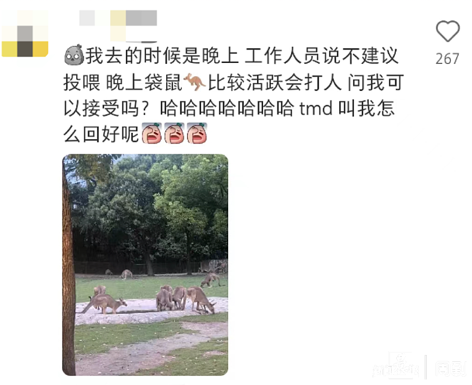 ▲▼女遊客控遭「動物園袋鼠」揍到住院　園方證實：機率很小很小。（圖／翻攝自澎湃新聞）