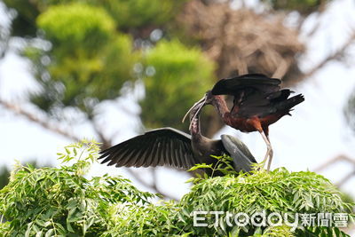 「彩䴉」在台灣台南市首見育雛　可能成為台灣「鳥類新住民」